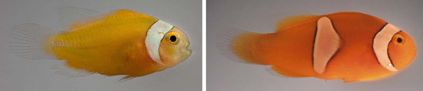 Les deux espèces d‘anémones de mer dans lesquelles vivent les poisons-clowns étudiés