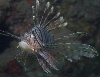 Lionfish