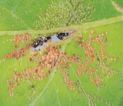 <i>Orthaltica terminalia</i> (1 of 2)