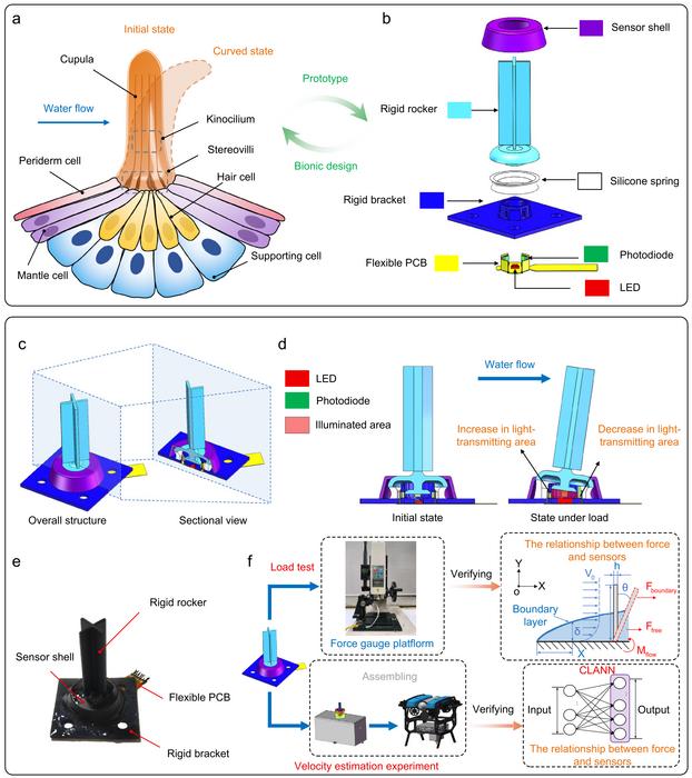 Schematic diagram of the lateral line sensor