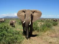 African Elephant