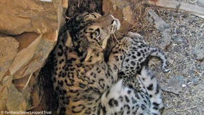 Snow Leopard and Cub
