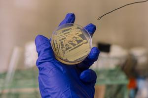 Tersicoccus phoenicis in a petri dish
