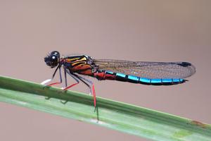Dancing jewel damselfly