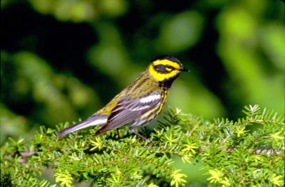 Townsend's Warbler