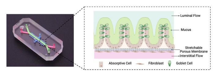 Illustration of the human Colon Chip