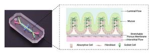 Illustration of the human Colon Chip
