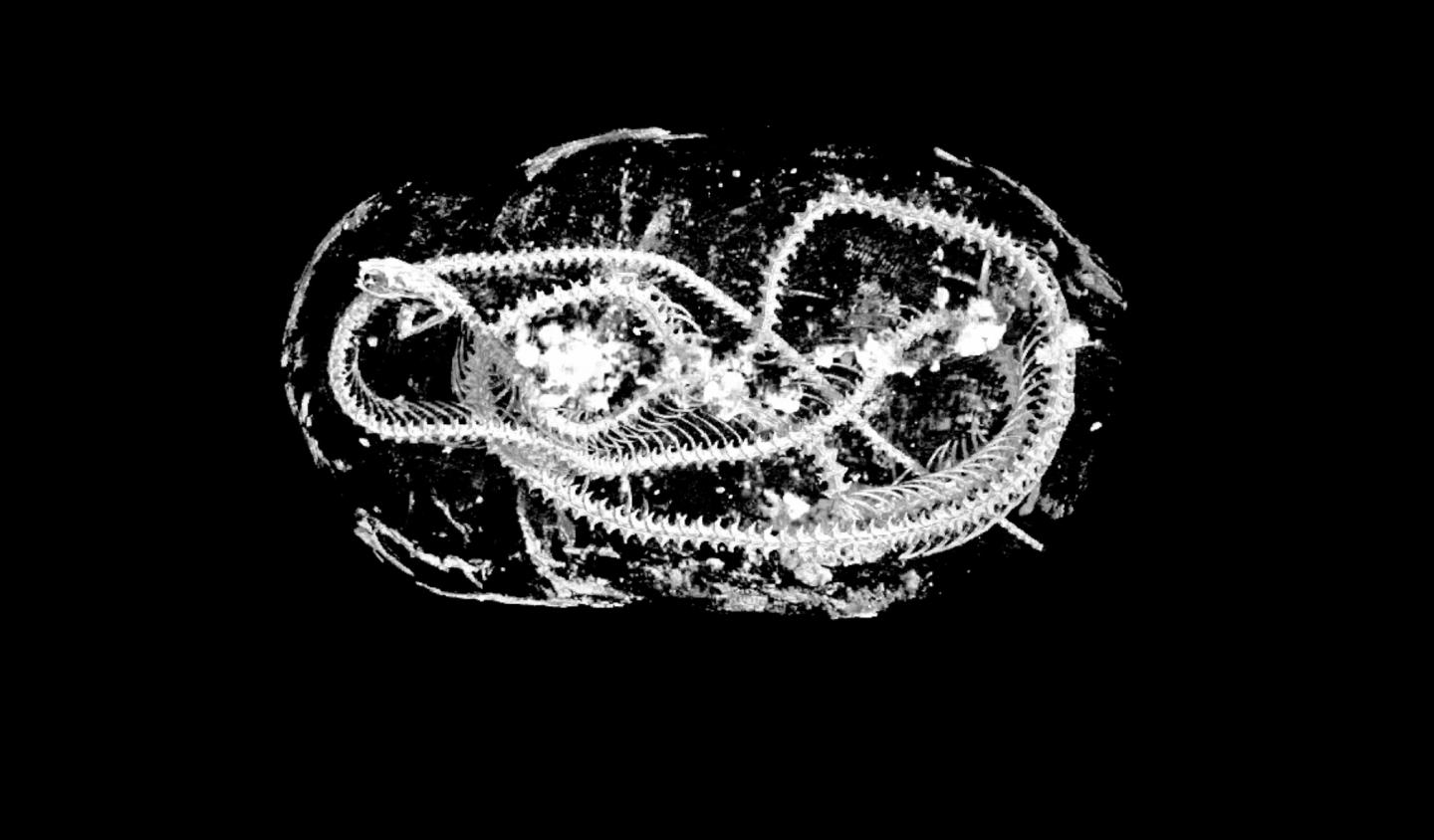 Inside the mummy - coiled remains of an Egyptian Cobra, undisturbed for thousands of years.