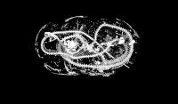 Inside the mummy - coiled remains of an Egyptian Cobra, undisturbed for thousands of years.