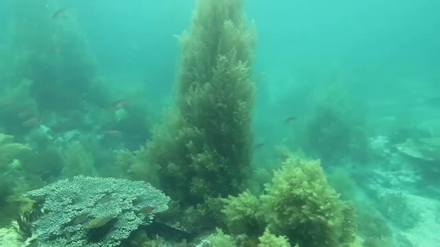 Macroalgae and Coral