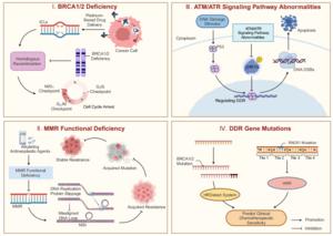 Mechanisms Linking DDR to Tumor Chemosensitivity