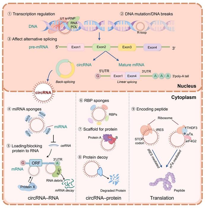 Mechanisms of circRNAs in cancer