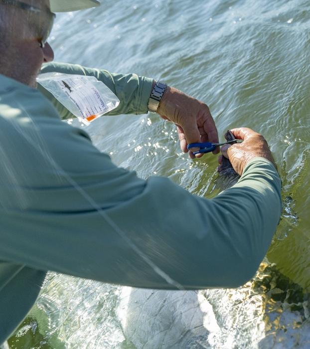 A new USF study sheds light on feeding patters of iconic tarpon sportfish 4