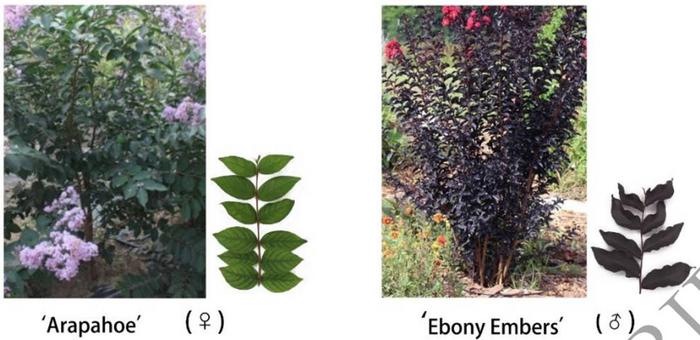 Leaf color of the hybrid parents of Population I.