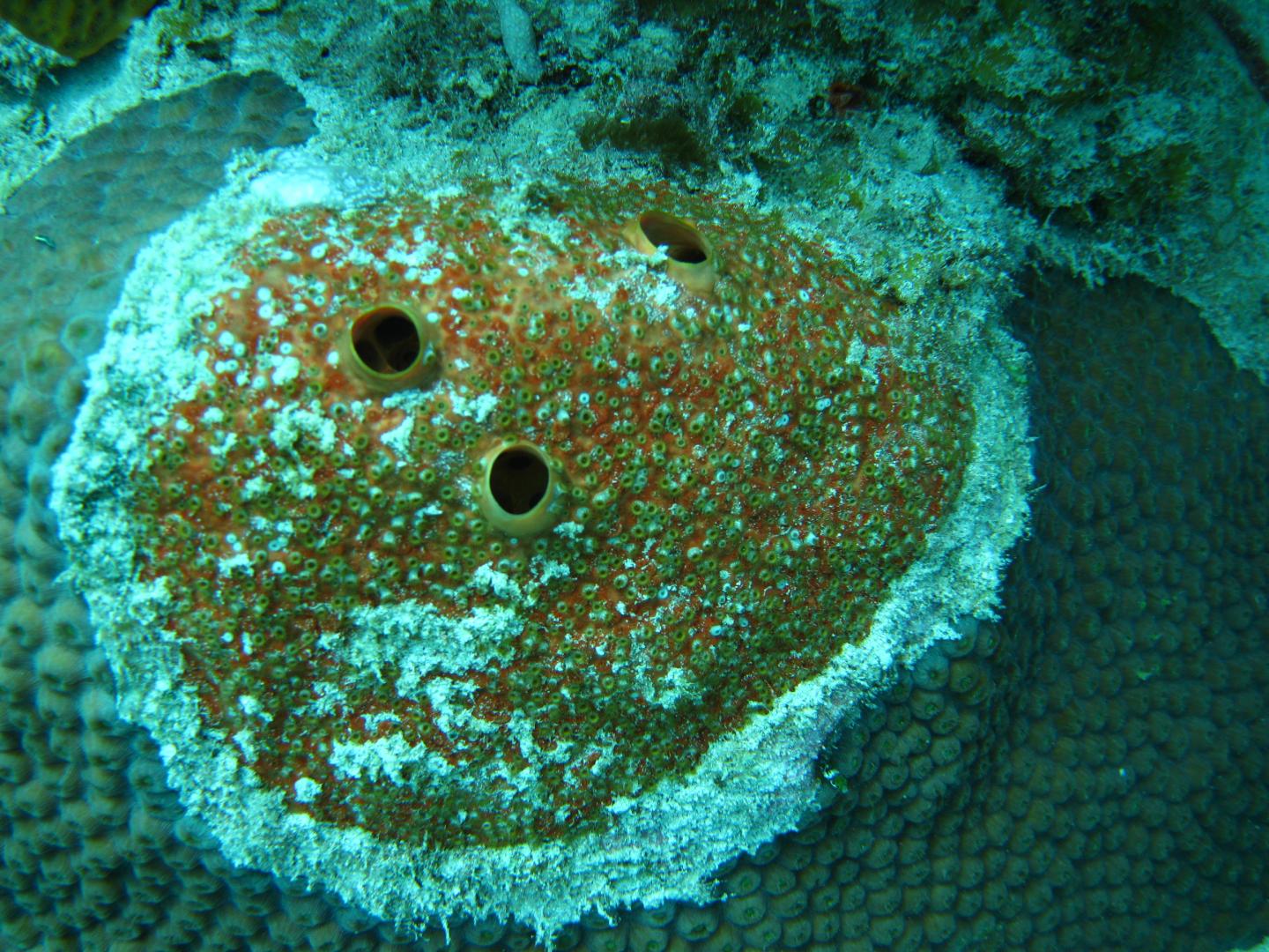 Endolithic Sponges