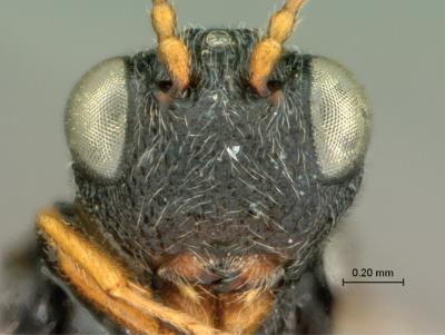 <i>Paramblynotus alexandriensis</i>