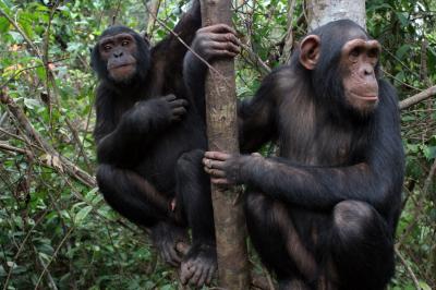Higher Social Skills Are Uniquely Human 3 (of 3)