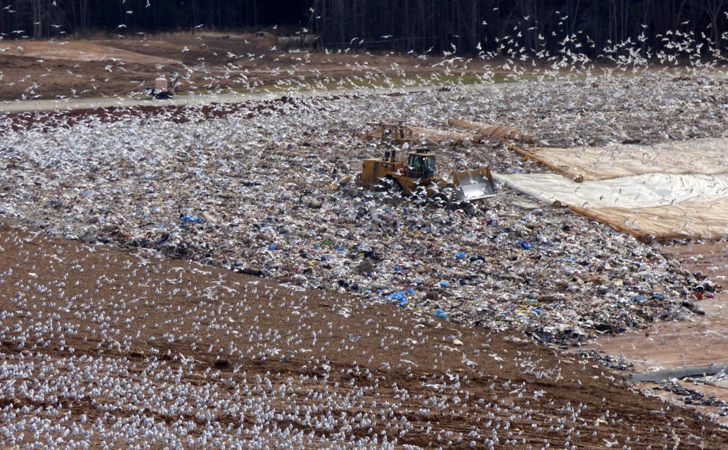 Gull Poop