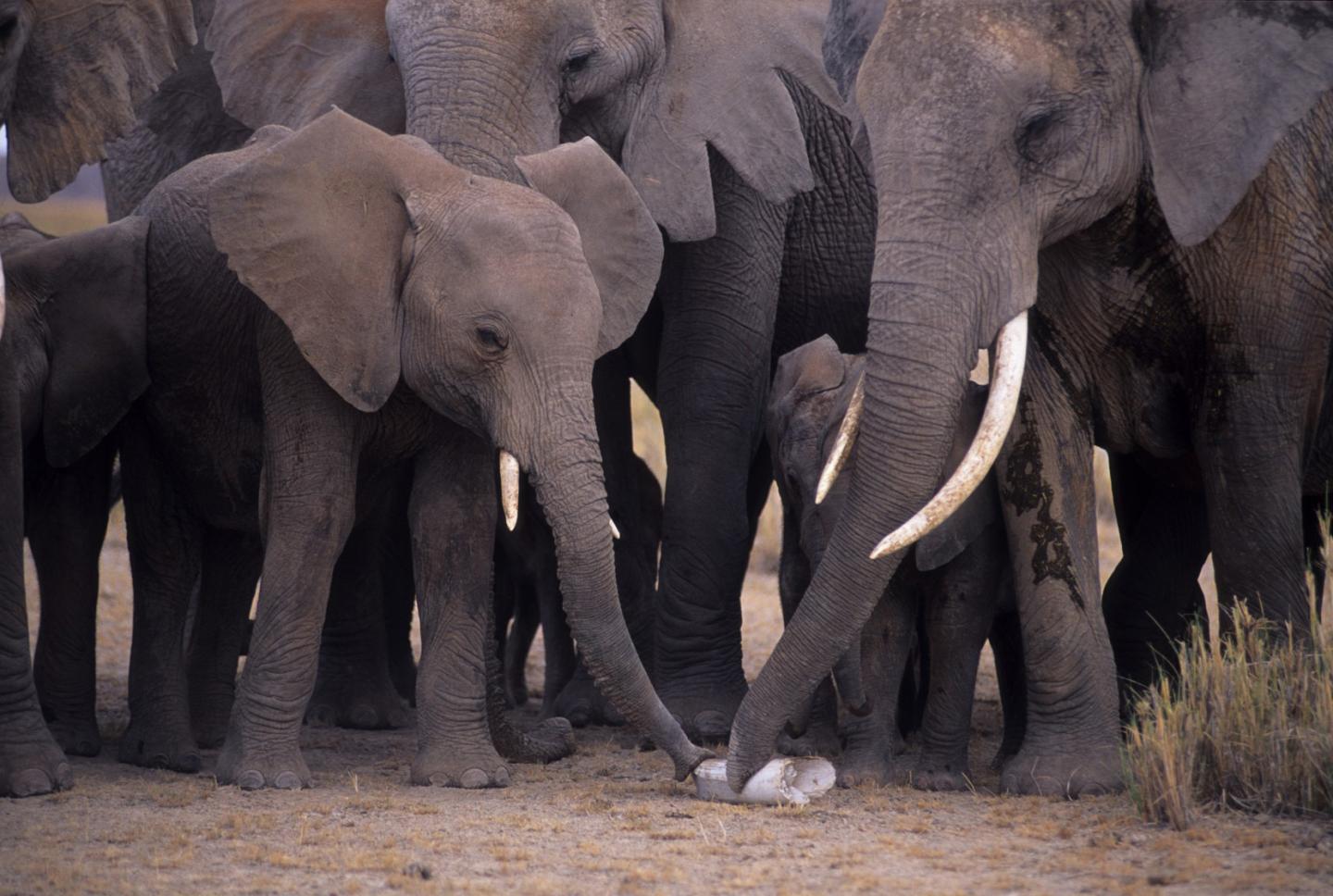 Three Major Cartels Exposed for Large Shipments of Illegal Ivory (4 of 14)