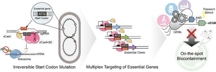 Figure. Schematic illustration of the base editing-based biocontainment system targeting essential genes