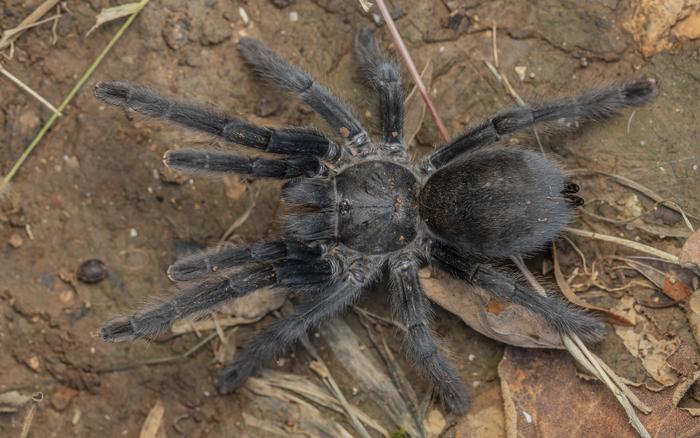 Satyrex ferox, female