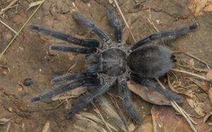 Satyrex ferox, female