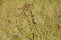UK_Grasshopper_warbler_Steve_Willis