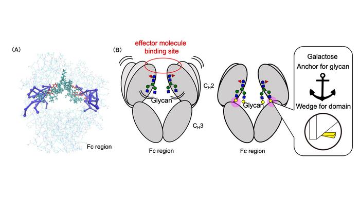 Regulation of antibody structural dynamics by glycans