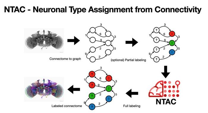 NTAC identifies neuronal cell types using synaptic connectivity patterns alone