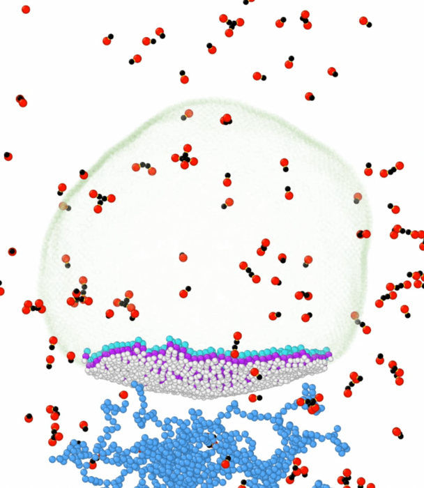 The assembly and formation of SARS-CoV-2 from its constituent parts