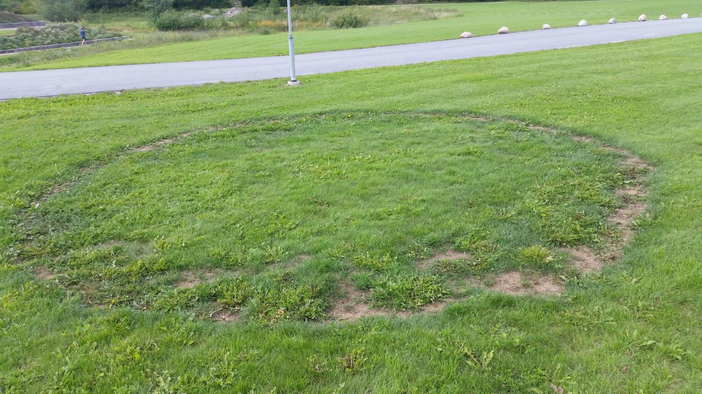 Fairy Ring