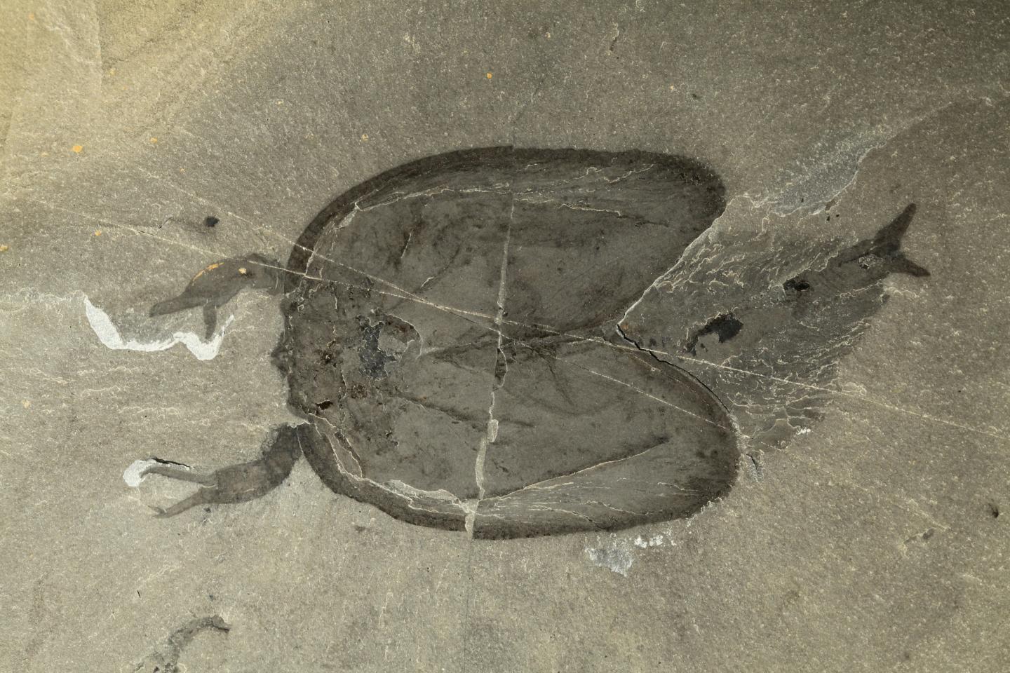 <i>Tokummia</i> Fossil