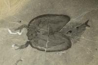 <i>Tokummia</i> Fossil