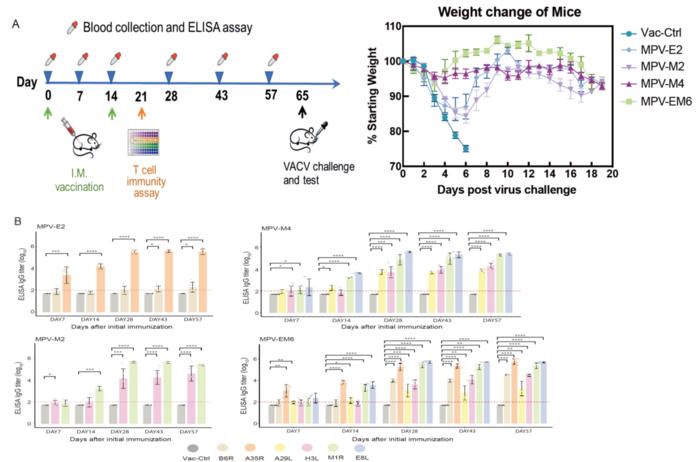 mRNA vaccines induced robust IgG antibody responses in mice and protected mice from lethal dose VACV challenge