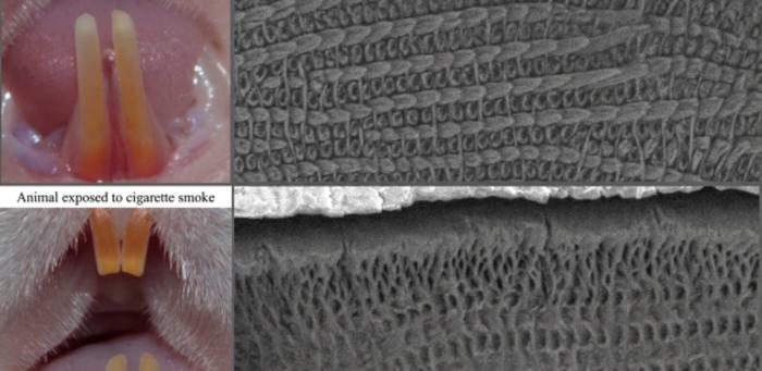 Secondhand smoke may alter tooth mineralization, study in rats suggests