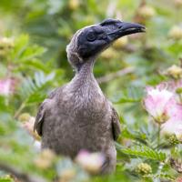 Helmeted Friarbird