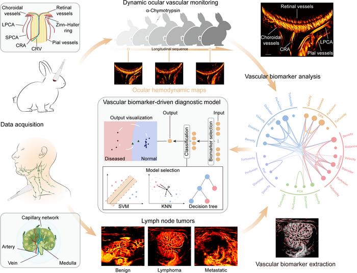 Schematic overview and study design of the ULM-based Vascular Biomarker Automated Analysis (U-VBA) framework