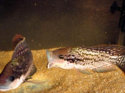 Rival Male Mozambique Tilapias
