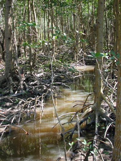 Small Tidal Creeks