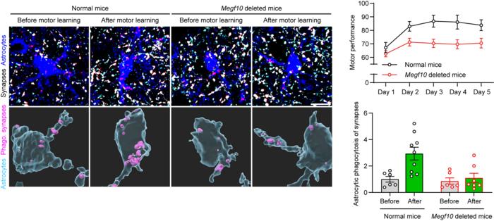 Figure 1. Astrocyte-mediated synapse elimination before and after motor learning