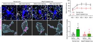 Figure 1. Astrocyte-mediated synapse elimination before and after motor learning