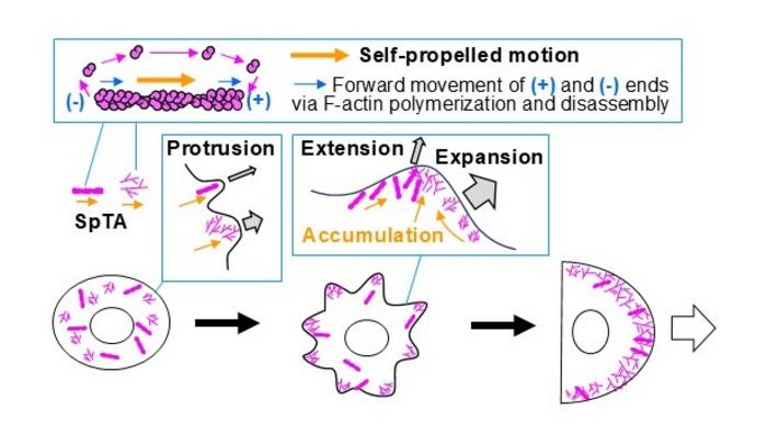 How do self-propelled treadmilling actin filaments drive cell morphogenesis?