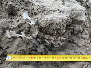 Articulated skeleton