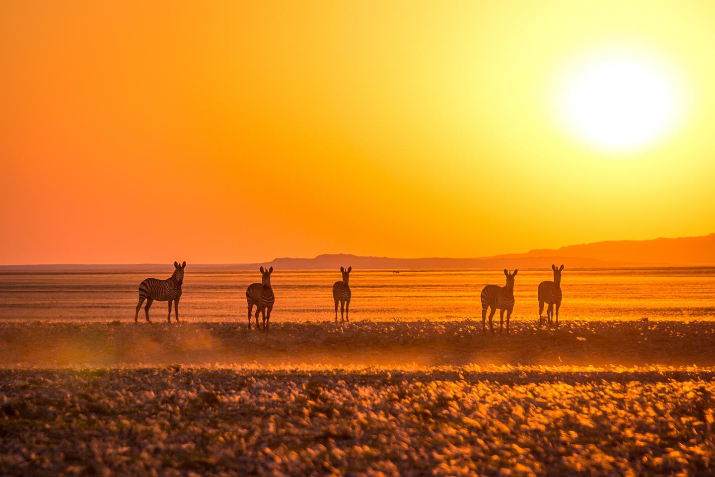 Mountain zebra near the Kuiseb River in the Namib Desert