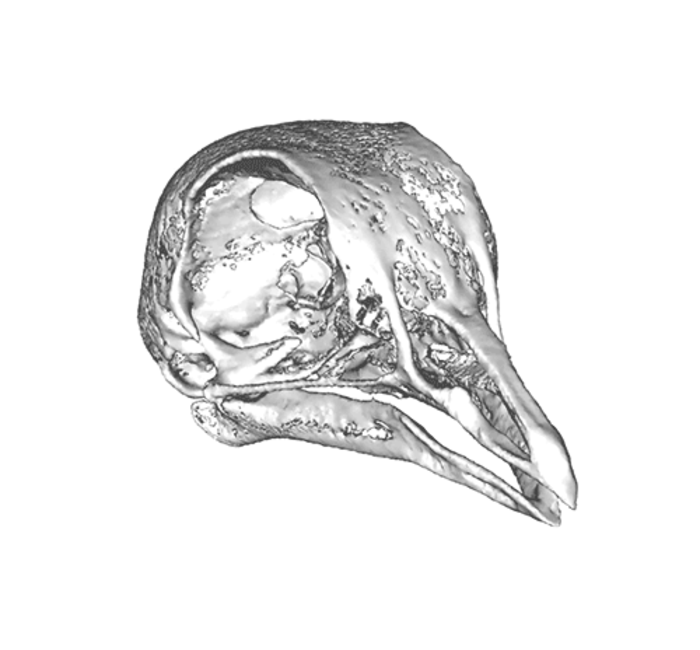 Beak length variety in the grandchildren