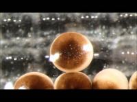 Time-Lapse Recording of Building Living Robots