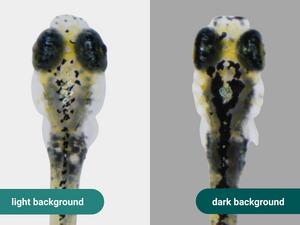 Zebrafish background adaption
