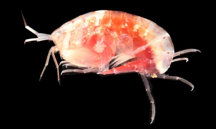 A new species of shrimp