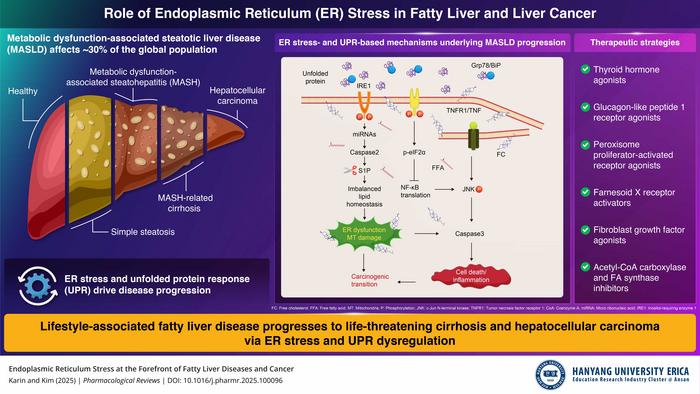 Influence of Endoplasmic Reticulum Stress on Fatty Liver and Liver Cancer