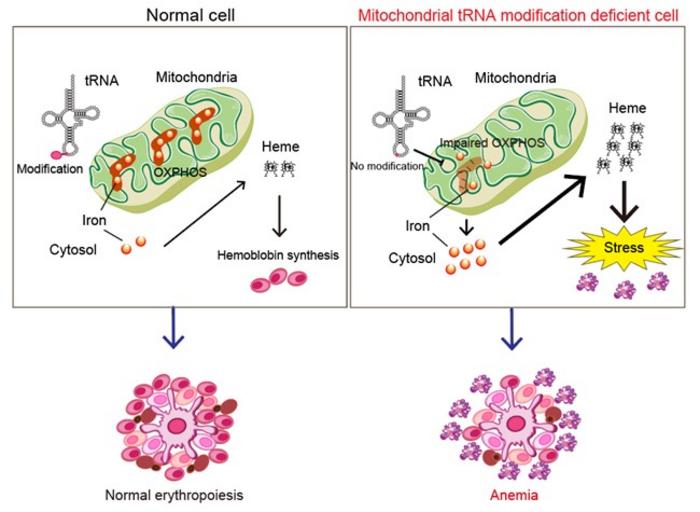 Mechanism of anemia caused by impaired mitochondrial protein synthesis